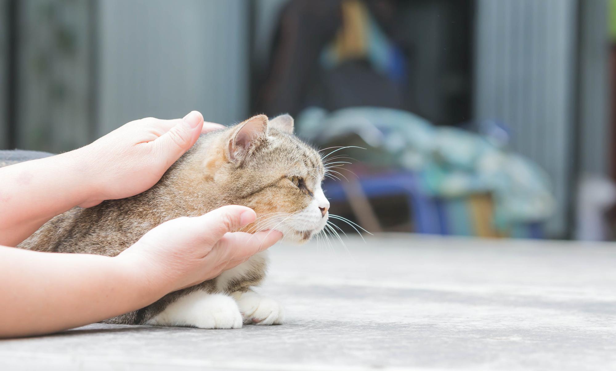 新北汐止那隻瘦到皮包骨的貓，告訴我們放養從來不是自由 — 相關圖片2