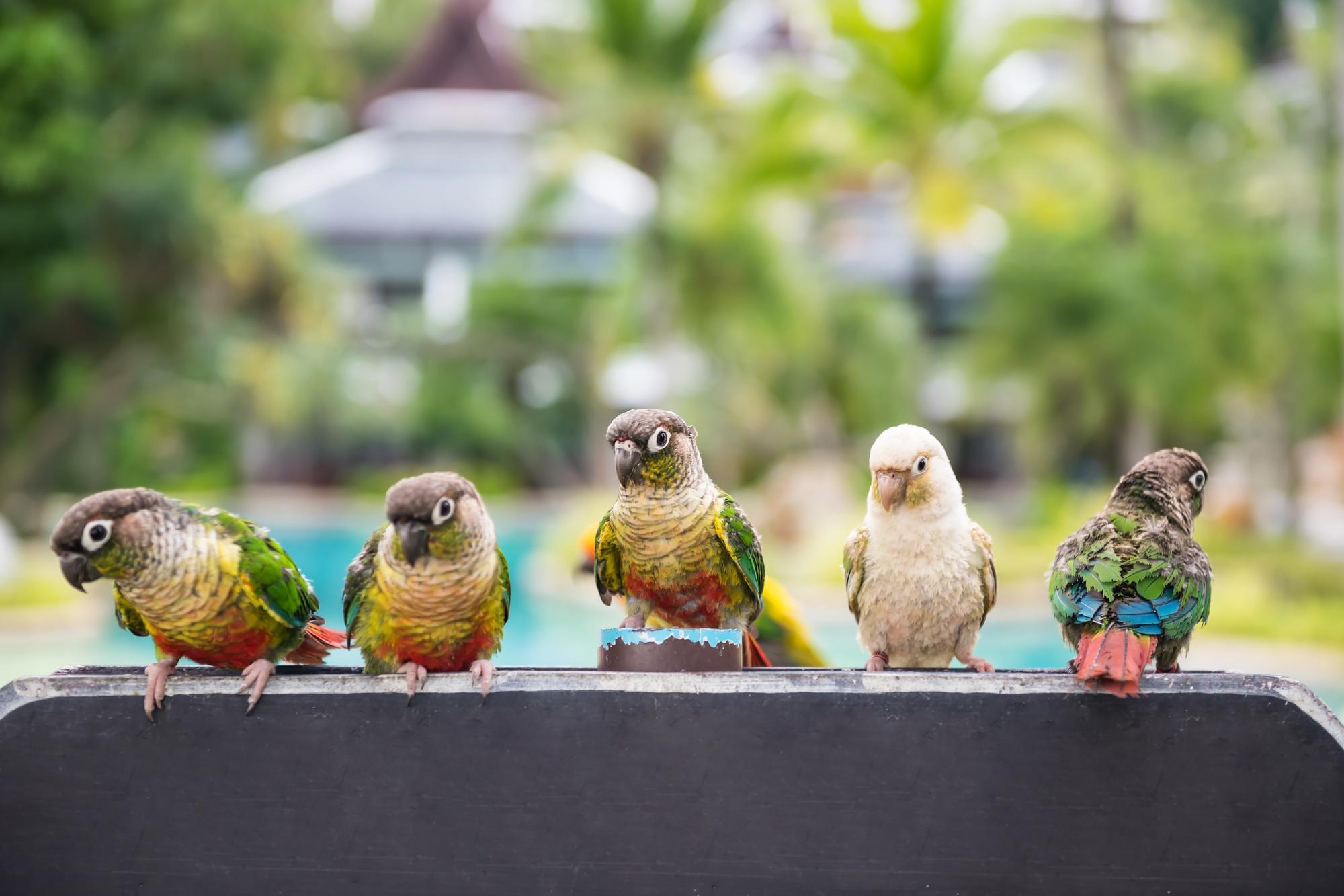 鳳頭海鸚鵡寶寶：那顆黑色毛球，是怎麼長成花魁的？ — 相關圖片2