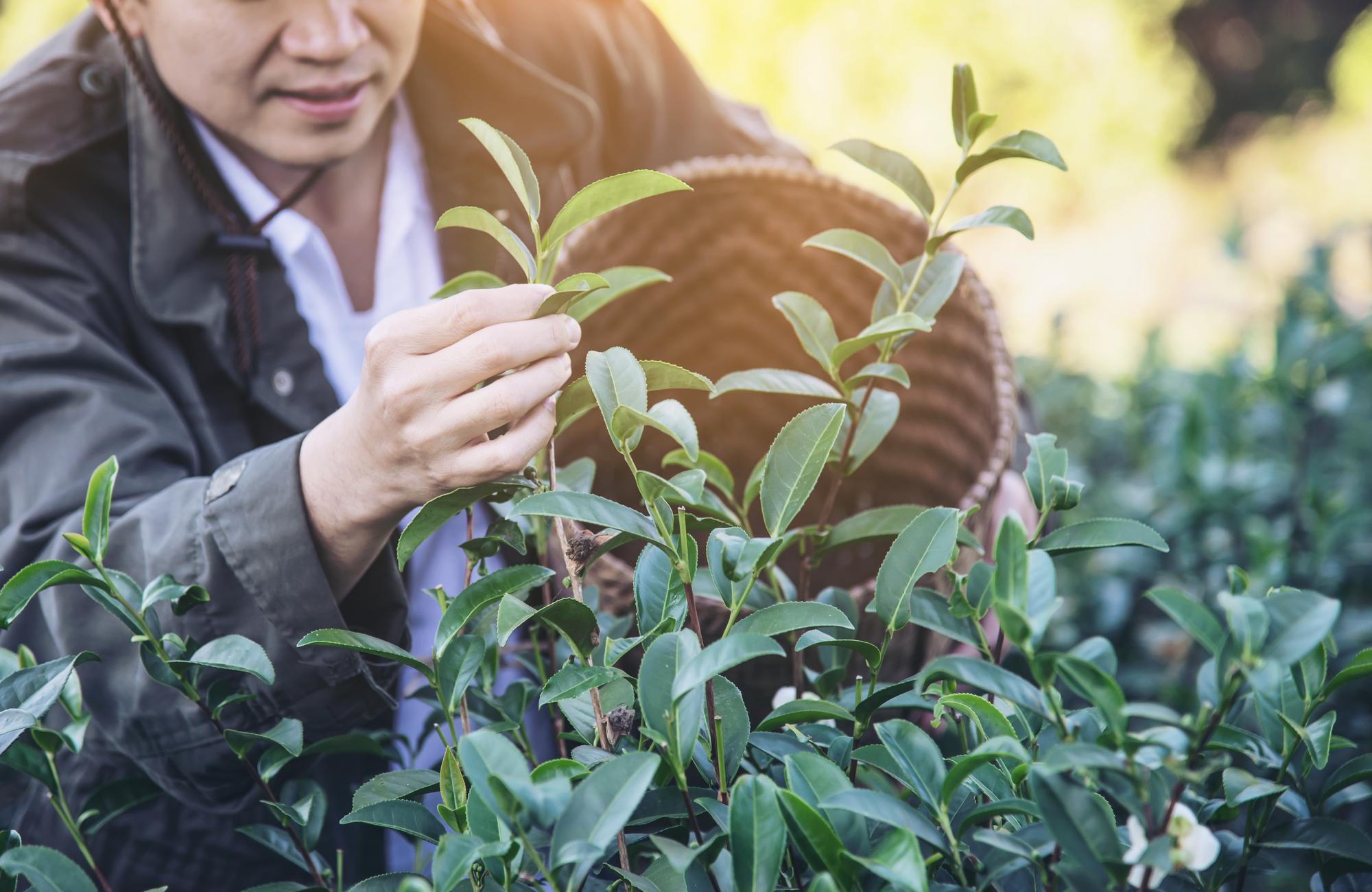 一瓶破千的苦茶油，為什麼讓台灣人搶著買?——從部落山林到國際餐桌的綠金故事 — 時代熱搜美食深度報導