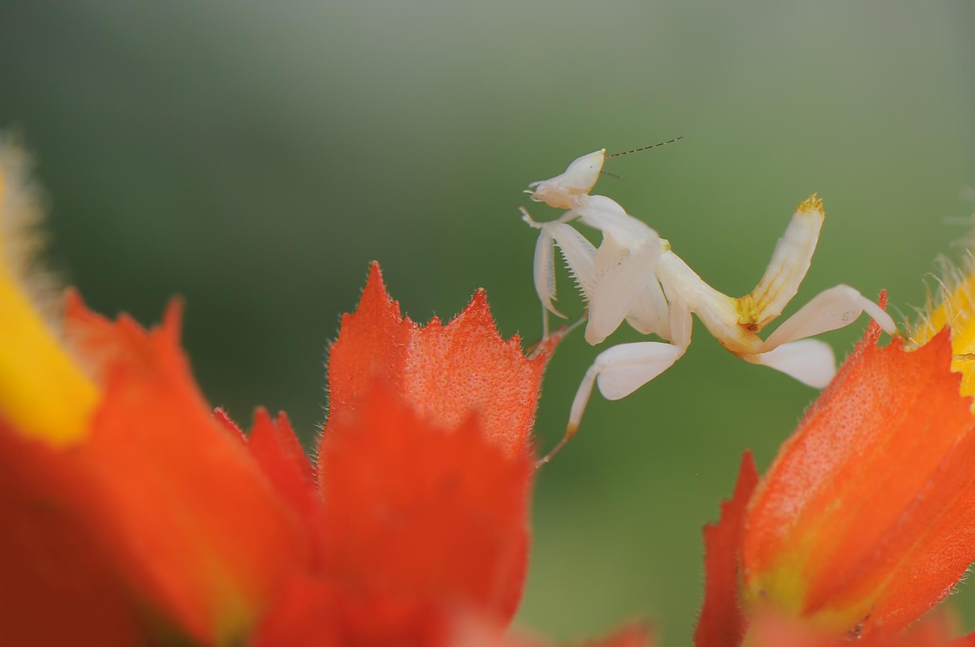 澎湖百合花海：當35萬朵白花，成為島嶼最溫柔的反擊