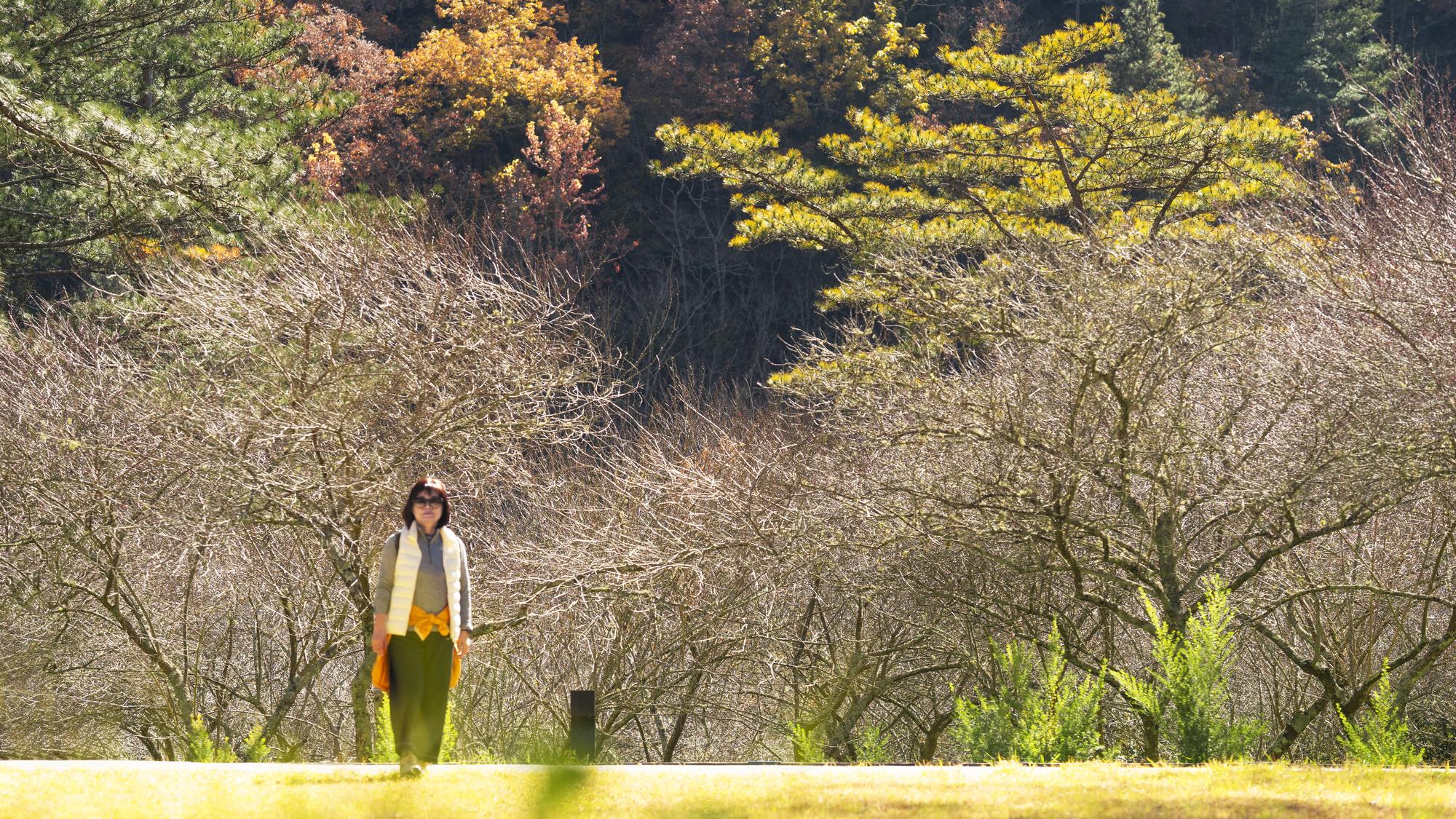 東勢林業園區與彰化秋季花景：慢下來，看見時間留下的痕跡 — 相關圖片3