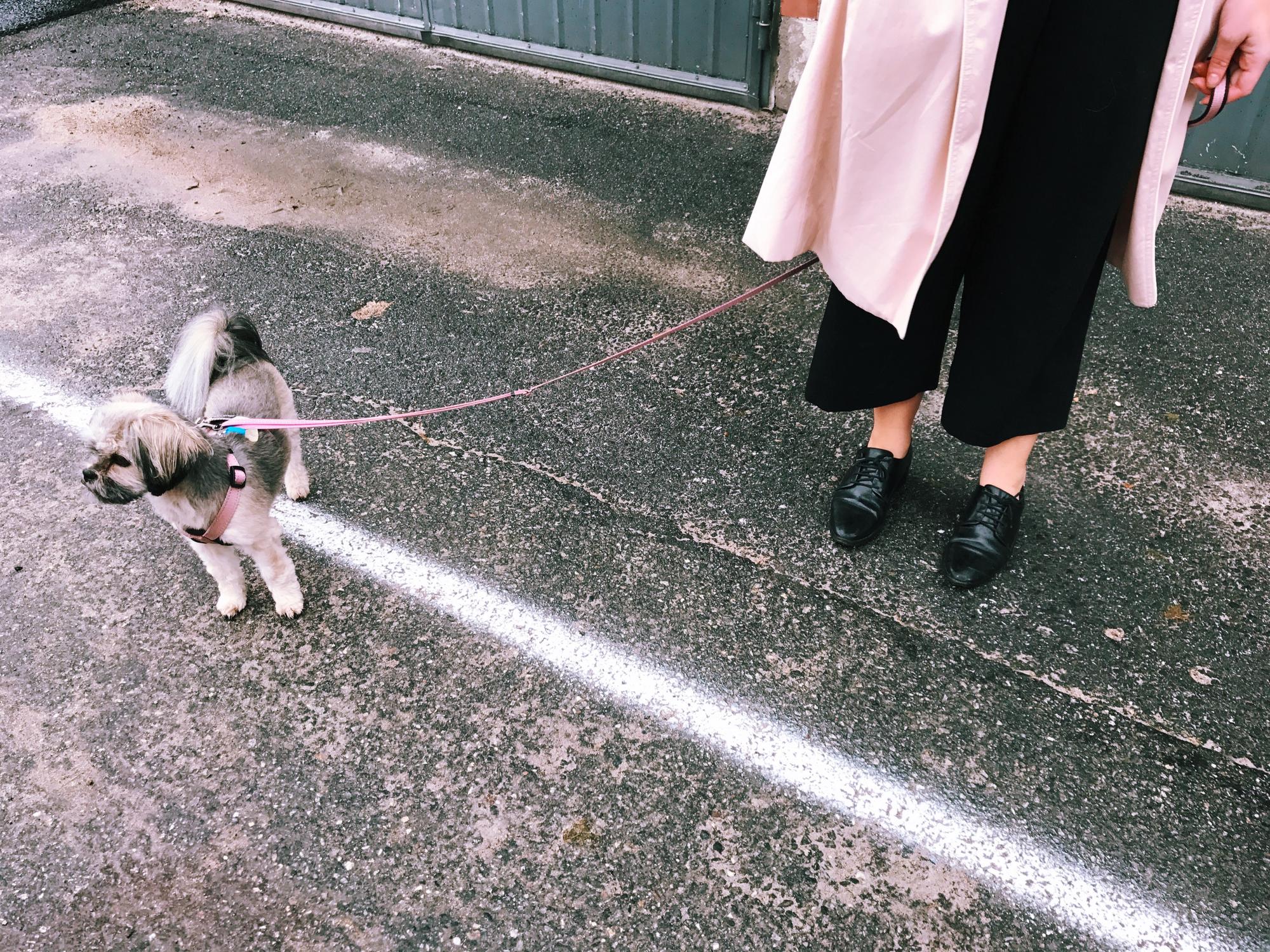 當黑狗穿上丹寧：Story Wear 如何用時尚重寫流浪動物的社會位置 — 相關圖片3