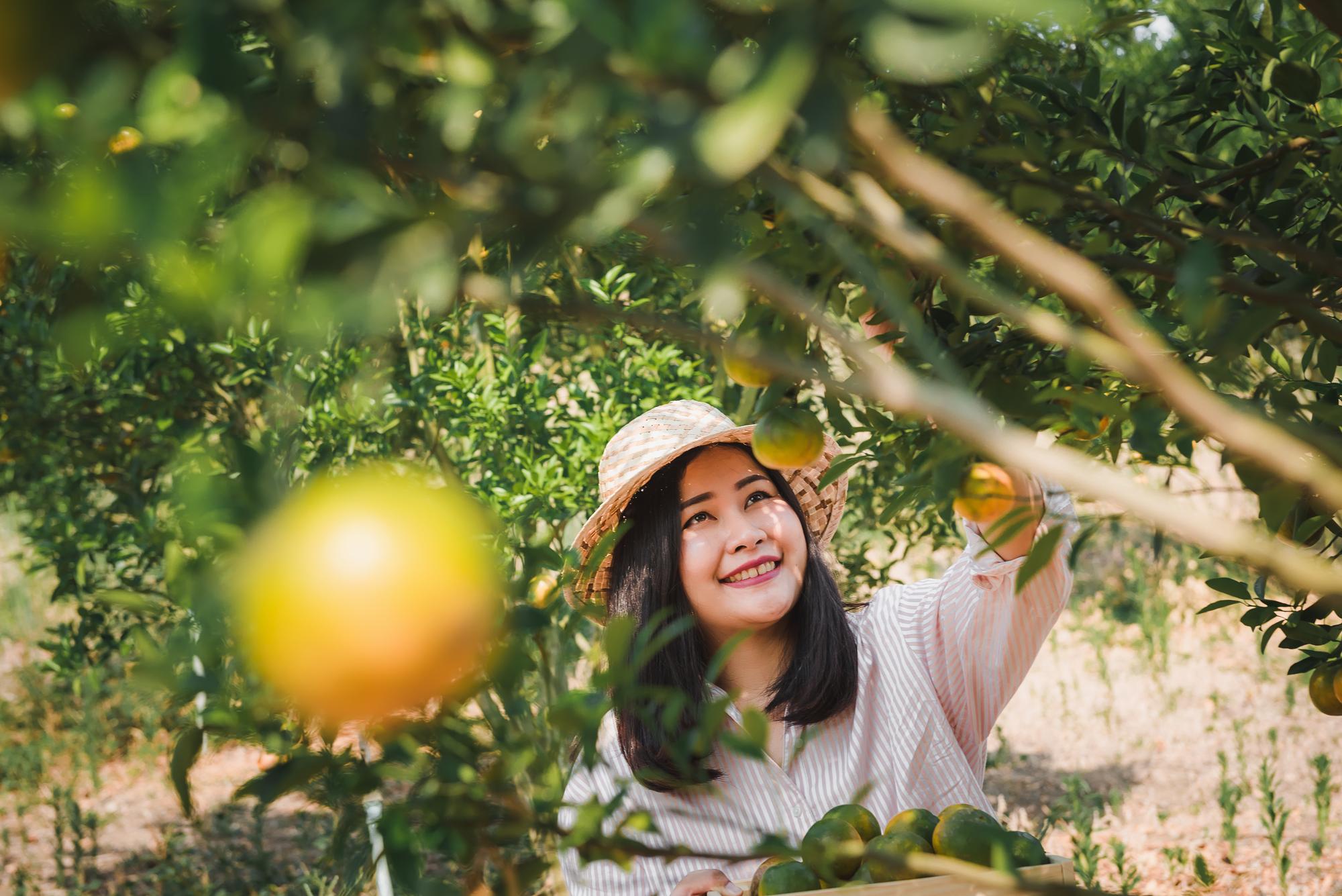 減產四分之一，花蓮文旦為什麼沒漲價？ — 相關圖片3