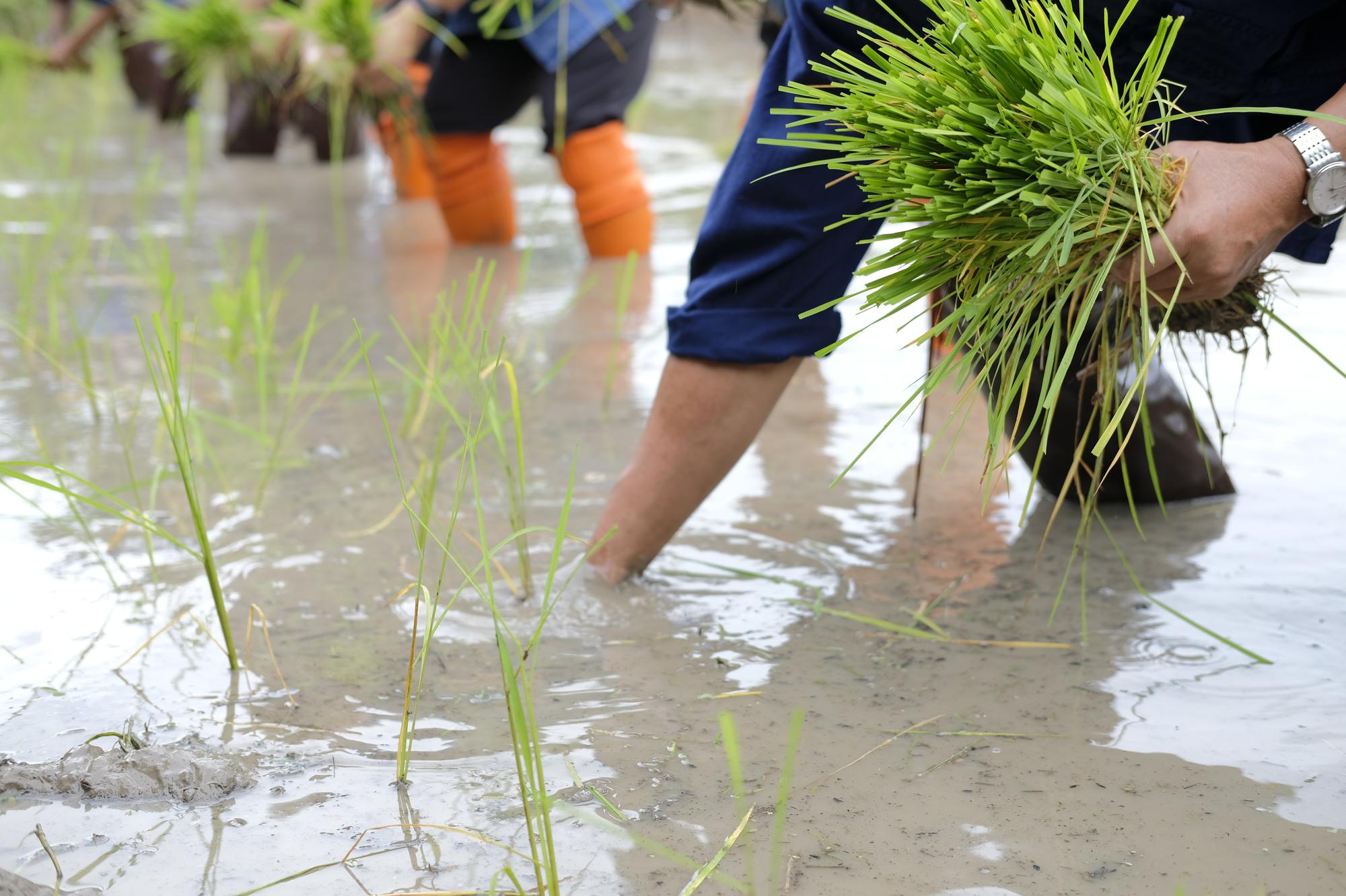 一場雨後，菜市場裡那些回不去的價格 — 相關圖片3