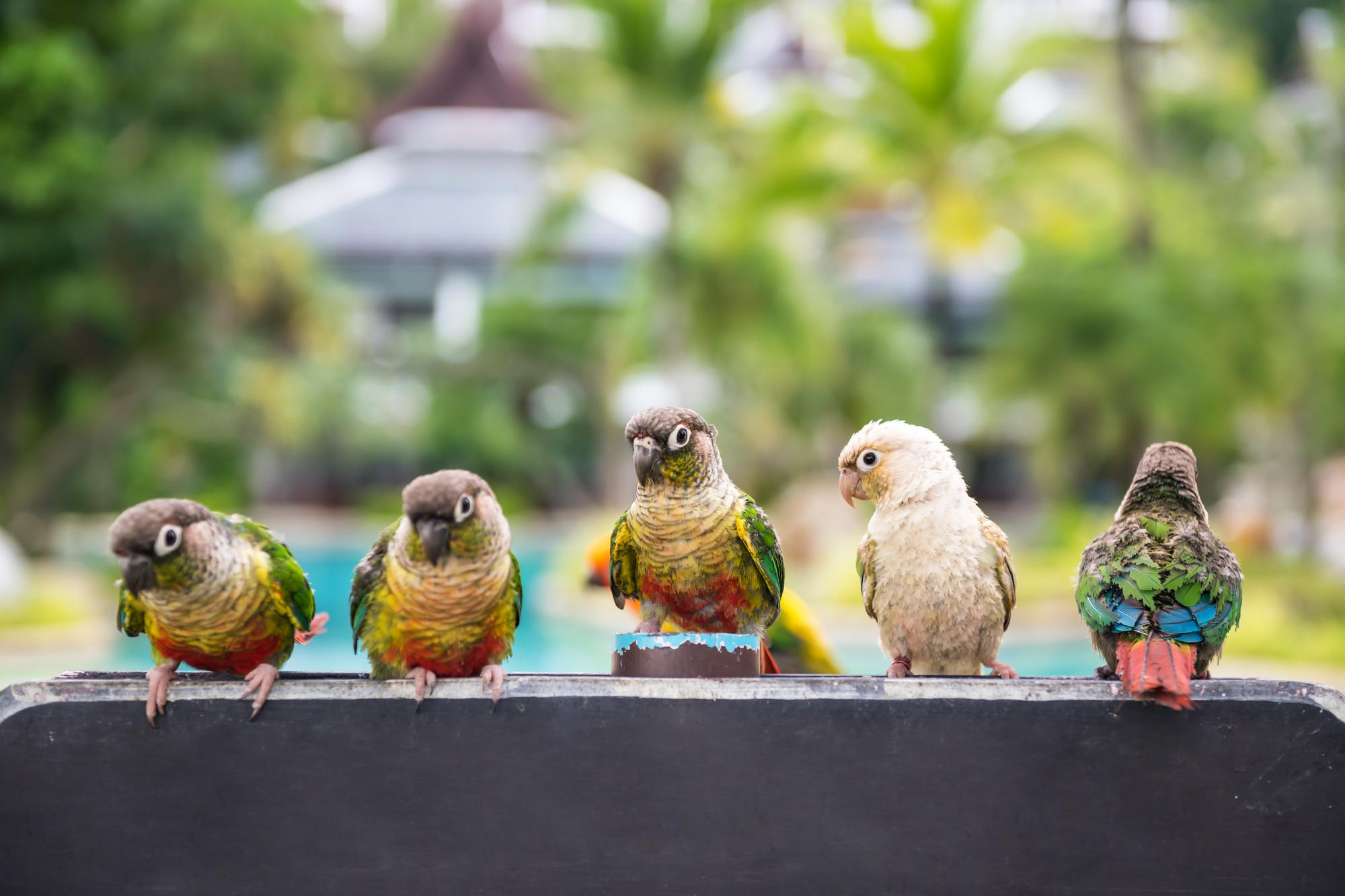 鳳頭海鸚鵡寶寶：那顆黑色毛球，是怎麼長成花魁的？ — 生活文章主圖，由時代熱搜江里歐撰寫