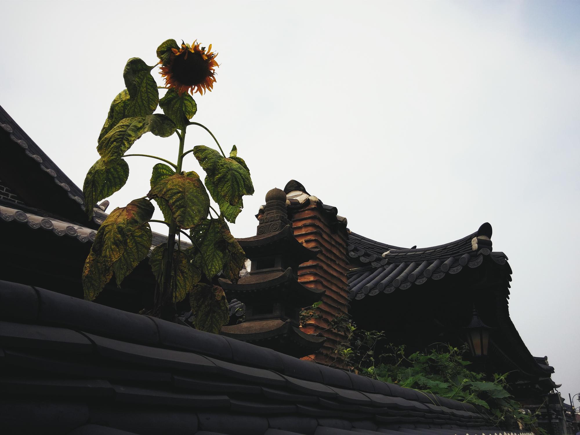 雲林火龍夜遊背後：一場140年前的防盜系統，如何走成今日的文化儀式 — 相關圖片3