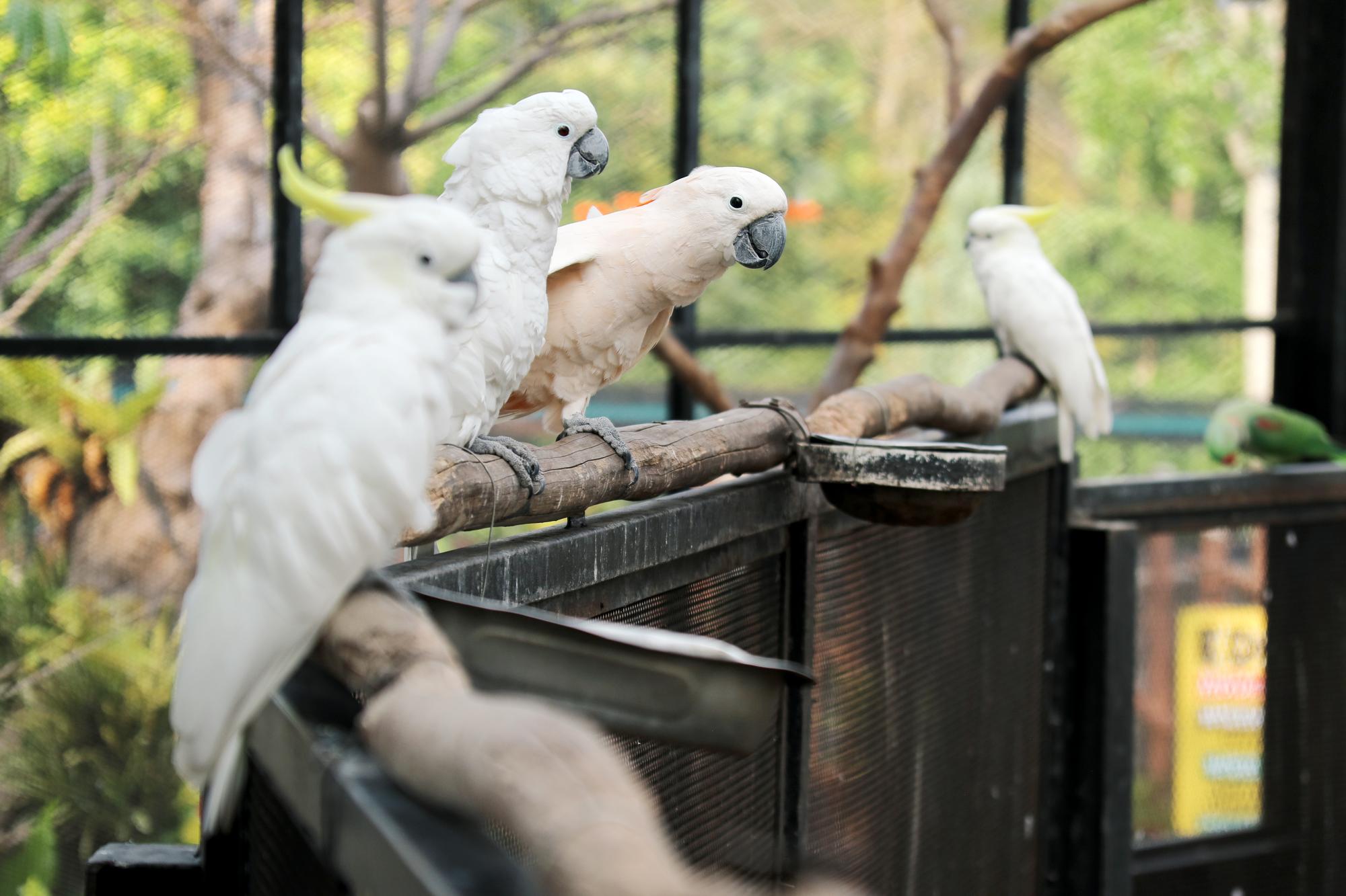 鳳頭海鸚鵡寶寶：那顆黑色毛球，是怎麼長成花魁的？ — 相關圖片3