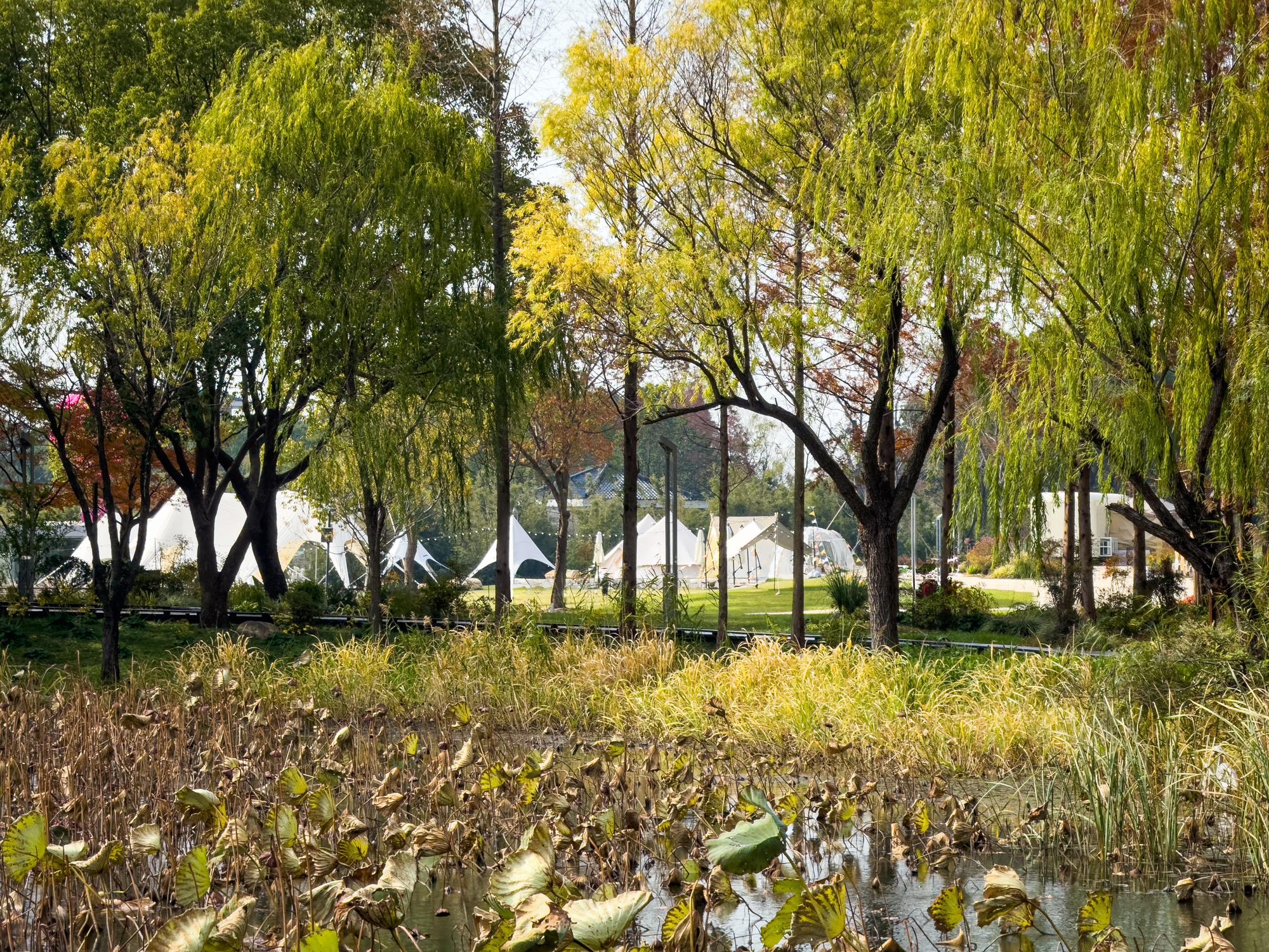 東勢林業園區與彰化秋季花景：慢下來，看見時間留下的痕跡 — 相關圖片2