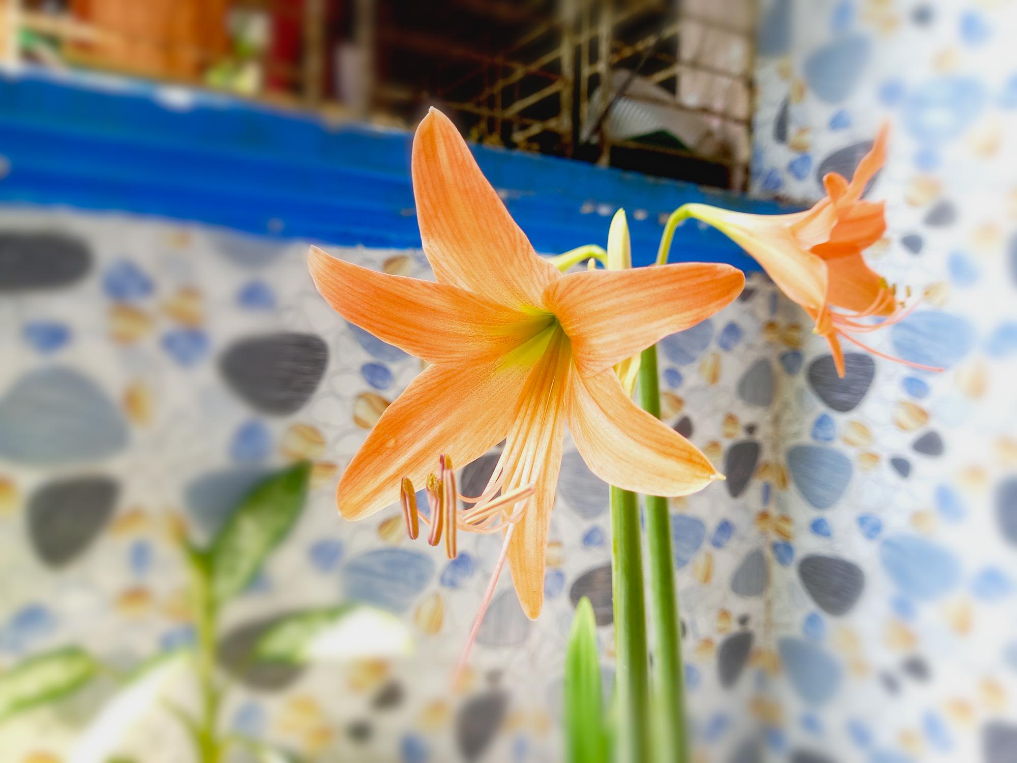 澎湖百合花海：當35萬朵白花，成為島嶼最溫柔的反擊