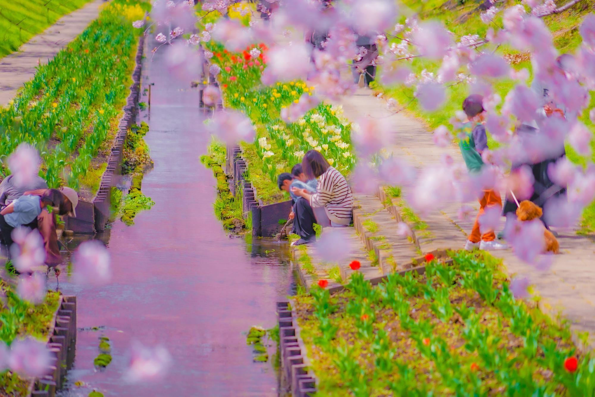 新社花海三麗鷗登場：400萬人次背後，那些關於等待與移動的小事 — 相關圖片2