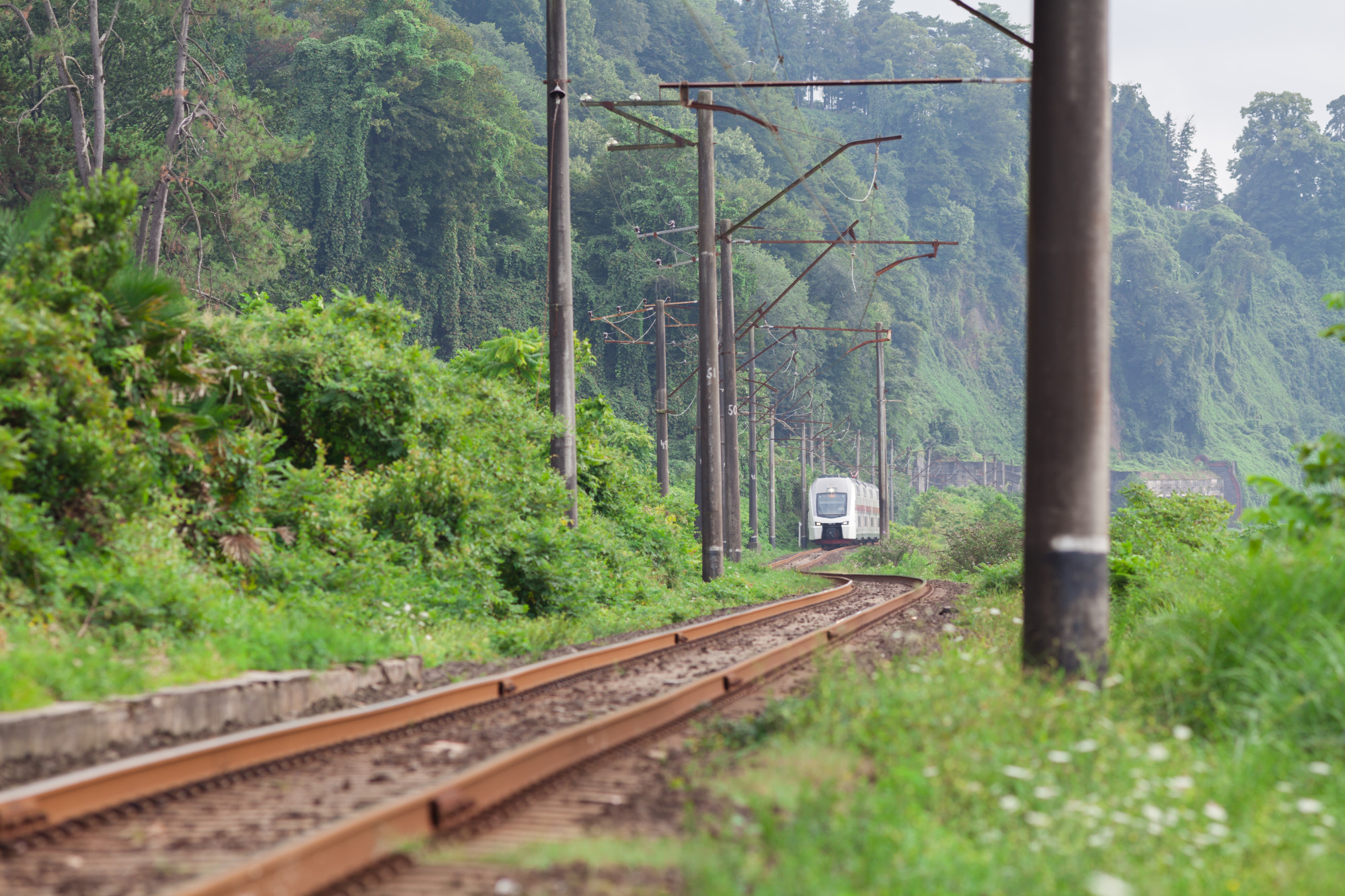 阿里山林鐵又停了——那條「能搭就趕快去搭」的百年鐵路 — 生活文章主圖，由時代熱搜江里歐撰寫