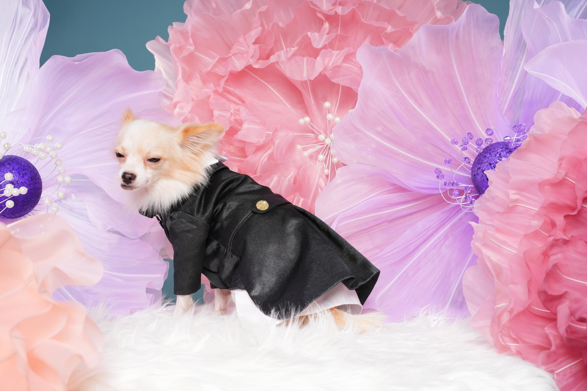 GUCCI×變種吉娃娃：當精品不再端著，荒謬才是新態度 — 時代熱搜時尚深度報導